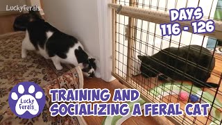 Training And Socializing A Feral Cat  Part 14  Days 116  126  Cat Video Compilation [upl. by Tillio]