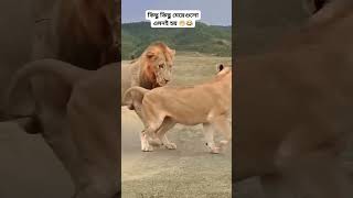 Funny 😜😜shorts funny funnyvideo lion viralvideo fun [upl. by Hanafee]