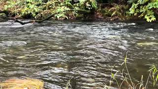 2024 Chinook Salmon at Lake Creek 115 [upl. by Ponton]