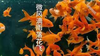 《微风滴雨落花飞》很好听的一首歌 [upl. by Norud528]