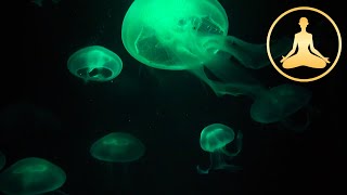 Jellyfish deeply relaxing [upl. by Downall913]