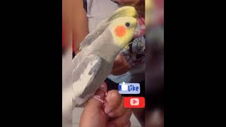 Calopsita Cantando Hino do Flamengo Original Cockatiel Singing a Lot [upl. by Yesrod]