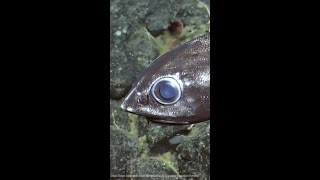 The Rattail A Spooky DeepSea Predator Lurking in Canadas Ocean Depths [upl. by Leonard]