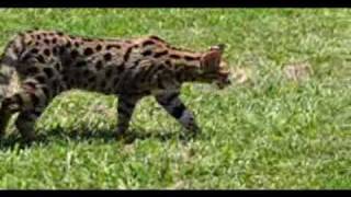 Worlds Large Savannah Cat [upl. by Yeliab]