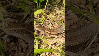 Keeled Indian Mabuya Eutropis carinata shorts [upl. by Qahsi]