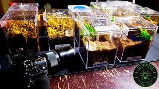 How To Make Tarantula Enclosures for Spiderlings and Juveniles [upl. by Tisha]