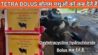 Use Veterinary TETRA BOLUS  oxytetracycline hydrochloride bolus for vet use  antibiotic bolus [upl. by Ahsieyk]