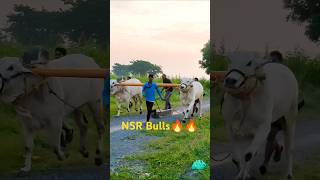 NSR Bulls in Beta🔥🔥  రామభీమ  2 Teeth Bulls  రామకృష్ణాపురం [upl. by Kassia432]