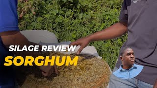 Sorghum Silage Review at Trade Winds Dairy [upl. by Marietta]