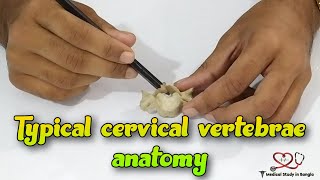 Typical cervical vertebrae anatomy  Cervical vertebrae demonstration [upl. by Cyrano896]