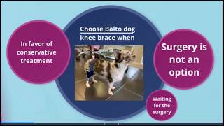 Treatment Options Dog Cruciate Injury [upl. by Wadleigh]