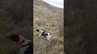 Stella is pure adrenaline pointer birdhunting birddog huntingdog gsp hunting gundog hunt [upl. by Gnohp82]