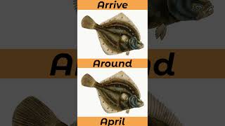 When To Catch Plaice In The UK Seasons seafishinguk [upl. by Audie]