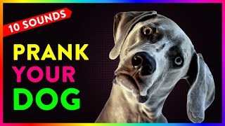 10 Sounds to Prank Your Dog  Dogs Go Crazy Try with your Dog [upl. by Vinnie]