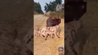 Viral video animals donkey cow goat pig xiaolu magical lion [upl. by Walsh956]