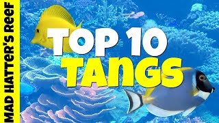 Top 10 Tangs for a Saltwater Tank [upl. by Jenica]