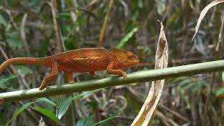 Parsons chameleon Calumma parsonii cristifer [upl. by Mylander]