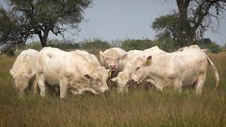 Ganado Charolais de Registro Rancho Sta Dominga [upl. by Sayed]