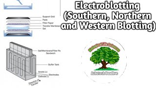 Electroblotting Southern Northern and Western Blotting [upl. by Dnama]