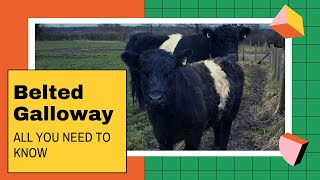 Belted Galloway facts 🐄 traditional Scottish breed of beef cattle 🐄 [upl. by Seleta510]