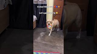 cutest thief 🤗  labra rubi  youtubeshorts shorts labrador dog cute viralsongs trending [upl. by Lledyr]