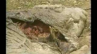 Tigress kills Huge Male Crocodile [upl. by Acinat]