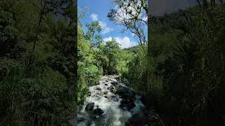 RESERVA DE AGUAS CRISTALINAScolombiatourism plantas naturaleza coffeeregion nature [upl. by Deyas]