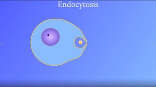 Endocytosis featuring a real amoeba and white blood cell [upl. by Asirral552]