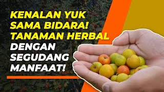 Kenali 6 Fakta dan Manfaat Daun Bidara untuk Kesehatan Tubuh [upl. by Oniuqa]