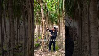 Natural landscape sugarcane garden and harvesting from farmers reels like 2024 satisfying top [upl. by Liz]