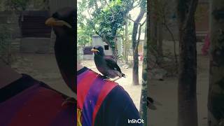 পালিত শালিক পাখি 🐦birds newvideo nature shorts [upl. by Innoj]