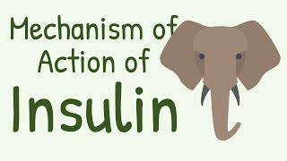 Mechanism of Action of Insulin [upl. by Pavior789]