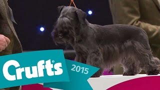 Scottish Terrier wins Terrier Group Judging  Crufts 2015 [upl. by Anitel]