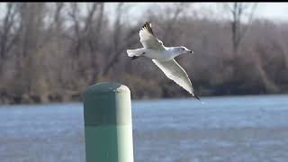 20240329 ring billed gull glastonbury boathouse slomo [upl. by Alexander]