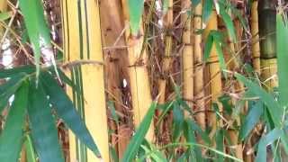 Golden Bamboo  Yellow Groove Bamboo  Phyllostachys aureosulcata f aureocaulis HD 03 [upl. by Hwang]