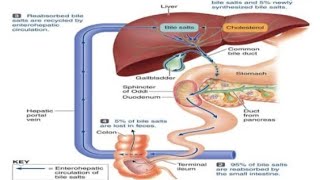 Bile pathwayRole of bile in digestion [upl. by Haidabej]