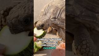 Chelonoidis chilensis 🐢 [upl. by Doughty805]