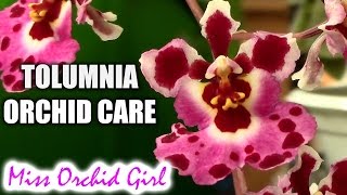 Orchid care  Tolumnia Orchids watering fertilizing reblooming [upl. by Sakram181]