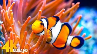 Aquarium 4K VIDEO ULTRA HD 🐠 Beautiful Coral Reef Fish  Relaxing Sleep Meditation Music 82 [upl. by Atoel718]