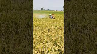 Spraying mitox Hexythiazox to control mites amppestcontrolpaddy timetocut rice bpt shorts 😊 [upl. by Enelahs336]