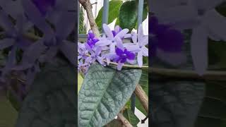 petrea Volubilis [upl. by Maxey703]