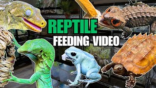 FEEDING MY PET REPTILES 56 SILKWORMS LIZARDS TURTLES FROGS AND MORE SILKWORM FEEDING VIDEO [upl. by Ayotol644]