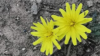 Taraxacum minimum ή Ταραξάκο το ελάχιστο [upl. by Ytirahs]