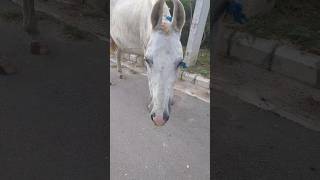 Horse Ride 🙉🙉 hobbledown Hounslow shorts viralshorts ytshorts fyp themepark amusementpark [upl. by Halsy245]