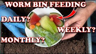 How Much amp How Often Should You Feed Worm Bins  Vermicompost Worm Farm [upl. by Llarret]