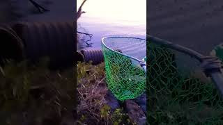 Baytown Tx caught a good 18 12 inch black drum 🎣 Beautiful sun set and glass water 🌅 [upl. by Aizti]