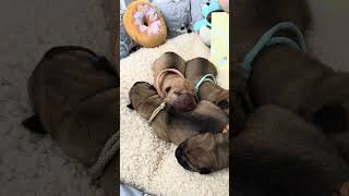 Shar Pei Puppies All Cuddled Up  Adorable Nap Time 😍 puppy sharpei [upl. by Bonnes373]