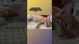 Déjame dormir estoy cargando energías😂😼 gatosadorables catvideo shots [upl. by Mylo987]