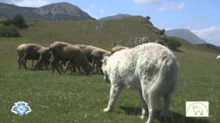 MaremmaAbruzzi Sheepdog Italian Pride ENG TRAILER HD 720p [upl. by Asenev]