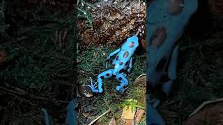 Dendrobates auratus🐸poisondartfrog poisondartfrogs dartfrog dartfrogs frog frogs fyp [upl. by Tekla94]